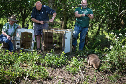 Cornwall Beaver Project Beaver Being Released Image