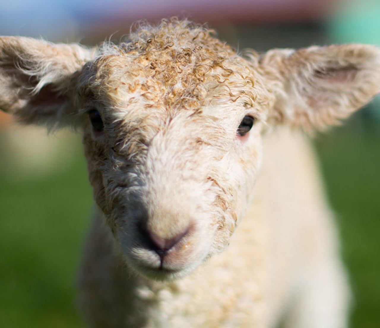 Dairyland Farmworld
