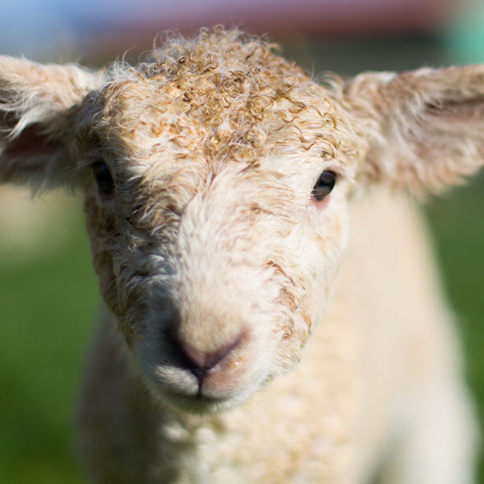 Dairyland Farmworld