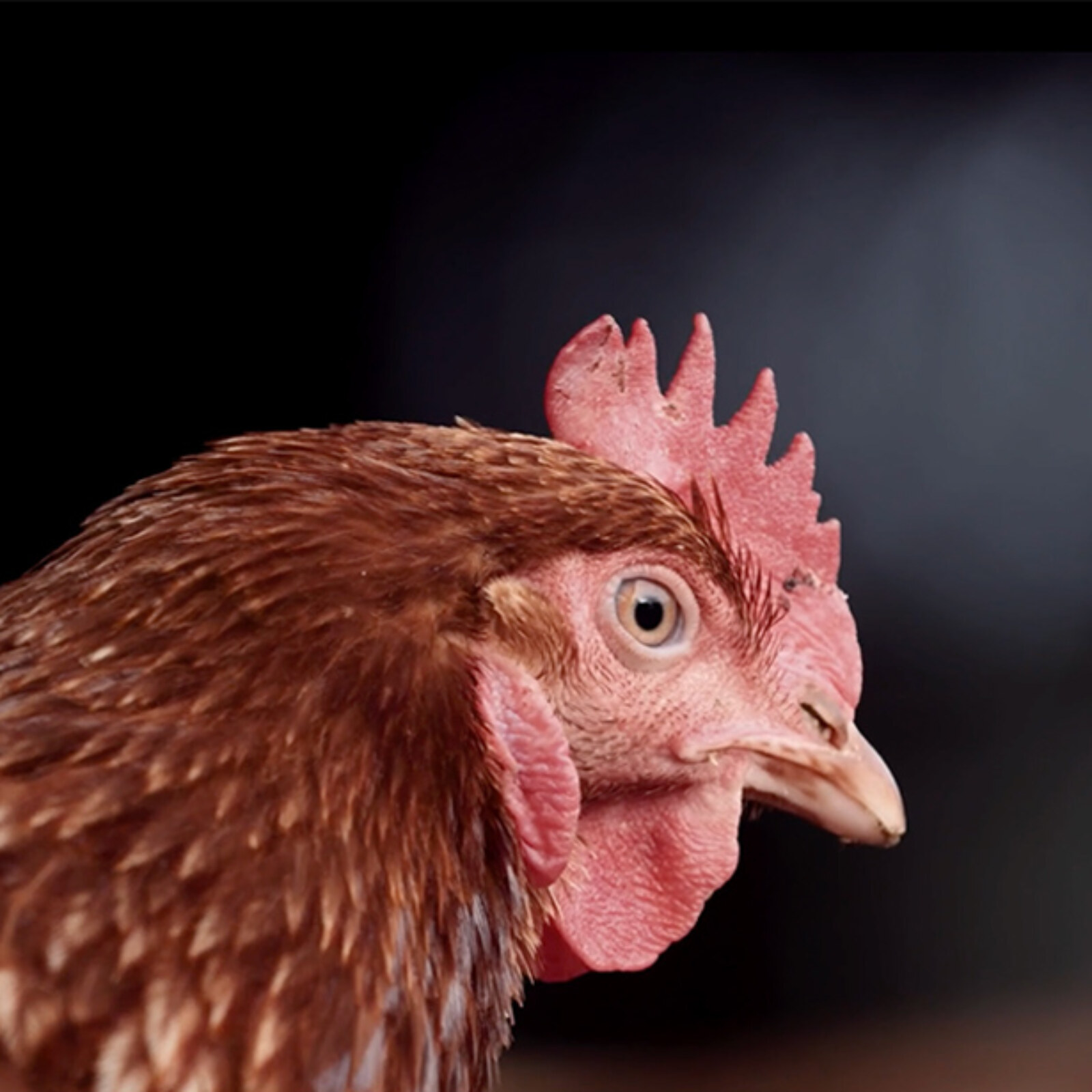 St-Ewe-Eggs-Featured-Image
